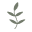 Thyme logo
