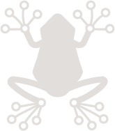 Rainfrog logo
